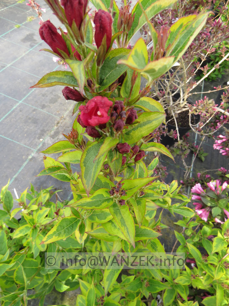 Weigela florida Moulin Rouge 01.JPG